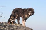 DOGUE DU TIBET 422